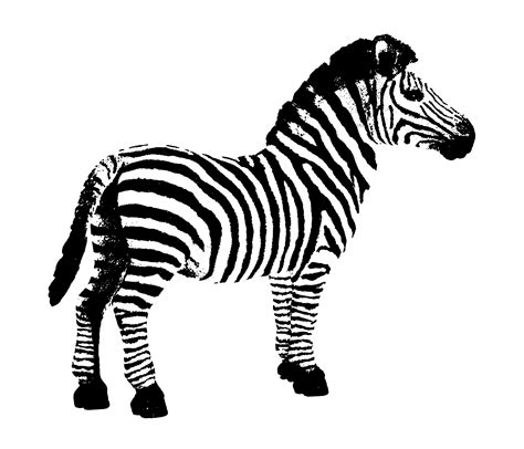 black and white zebra clip art|clip art zebra no stripes.